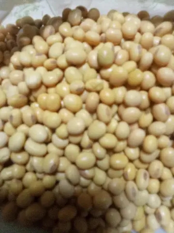 Green Mung Bean